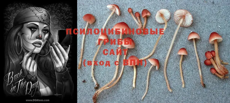 Галлюциногенные грибы Psilocybine cubensis  Гулькевичи 